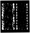 Fig. 11