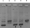 Figure 5