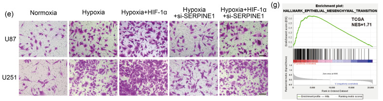 graphic file with name JZhejiangUnivSciB-24-1-32-g006b.jpg