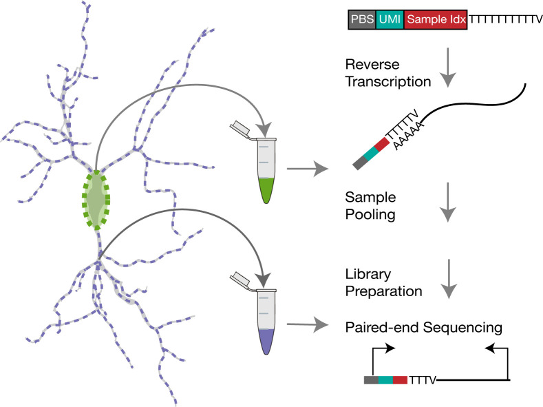 graphic file with name BioProtoc-12-01-4278-ga001.jpg