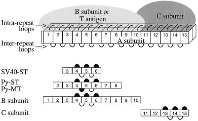 FIG. 1