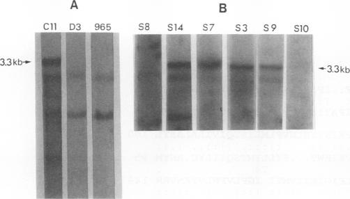 graphic file with name aem00018-0185-a.jpg