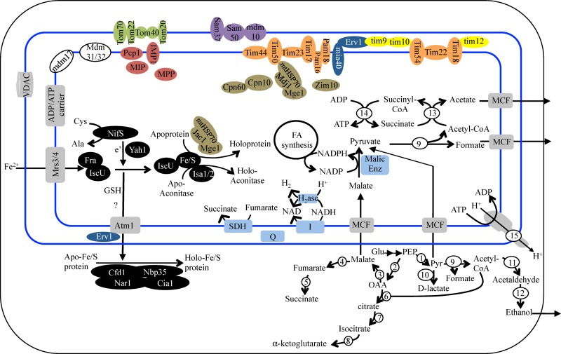 Fig 3