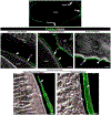 Figure 13.
