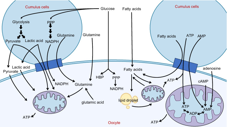 Fig.1