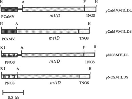 graphic file with name pnas01081-0102-a.jpg