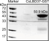 Figure 7—figure supplement 1.