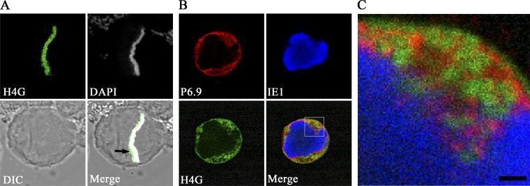 Fig 6