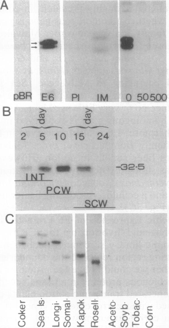 graphic file with name pnas01087-0081-a.jpg