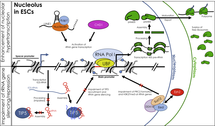 Figure 2