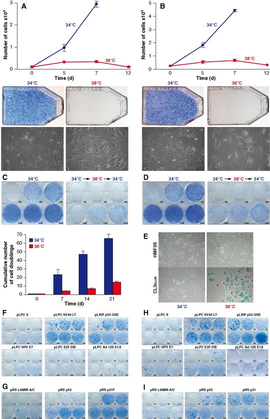 Figure 1: Characterisation of HMF3A cells