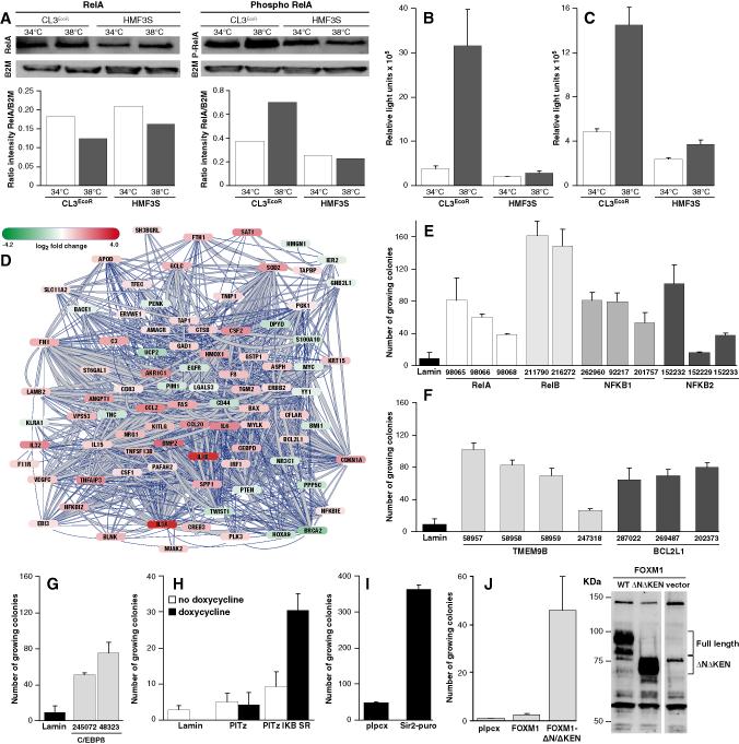 Figure 3: Involvement of NF-κB in senescence