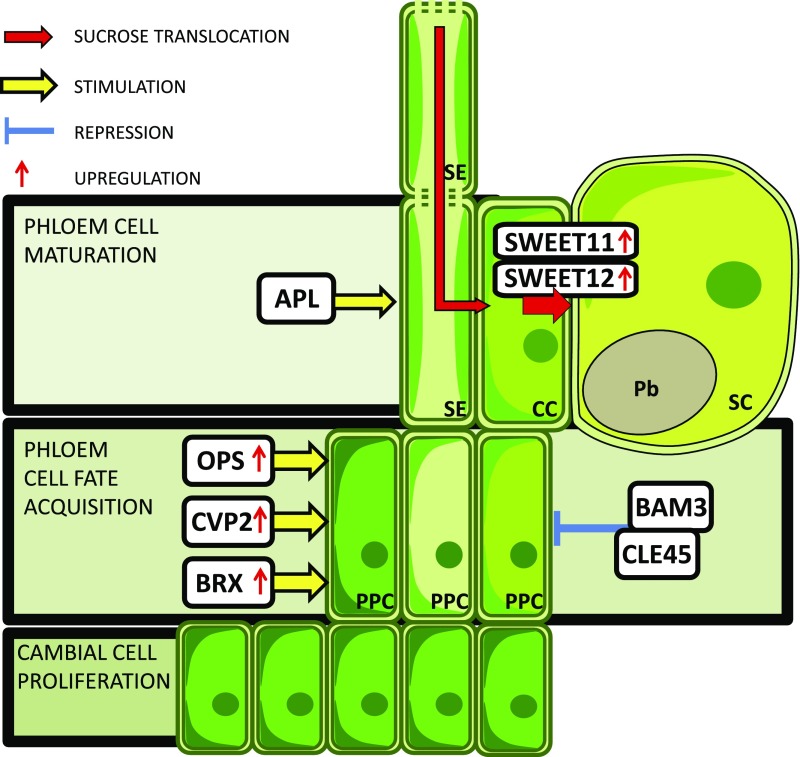 Figure 7.