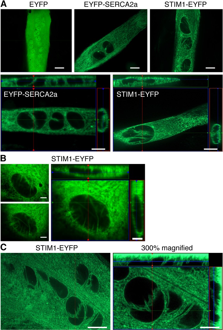 Fig. 6.