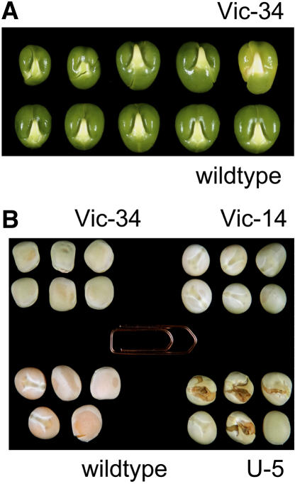 Figure 10.