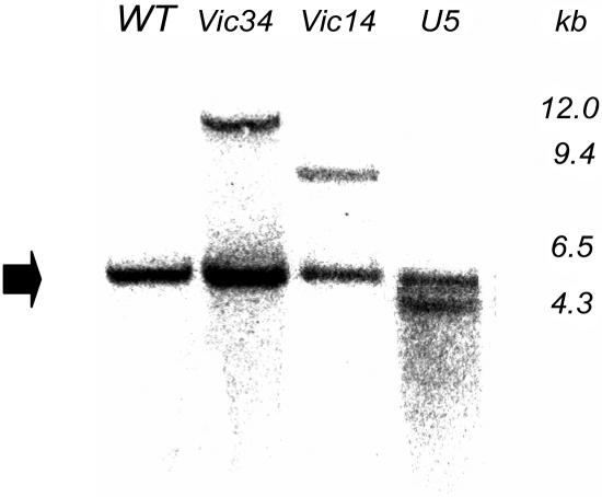 Figure 5.