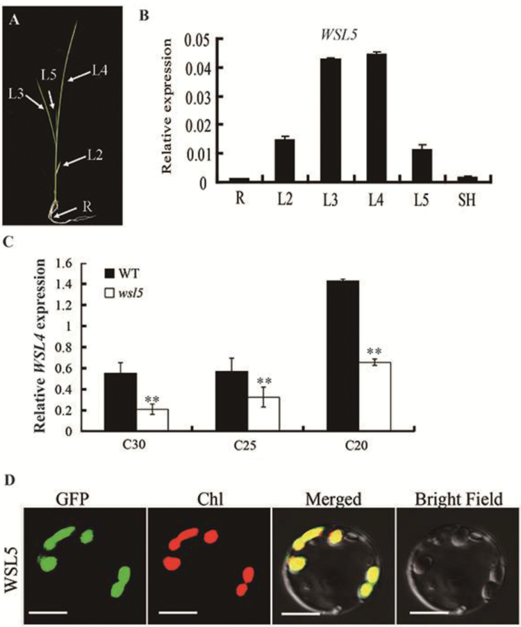 Fig. 4.