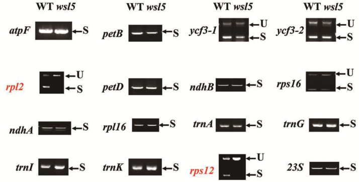 Fig. 9.