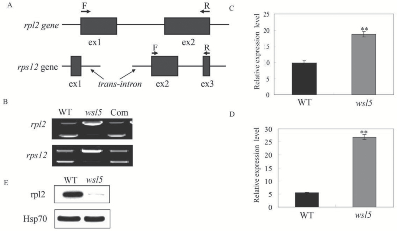 Fig. 10.