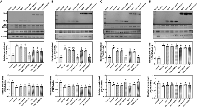 Figure 4