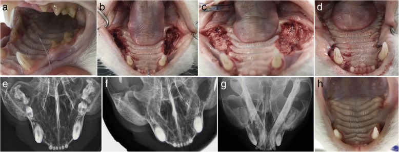 Fig. 12