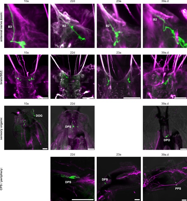 Figure 5—figure supplement 1.