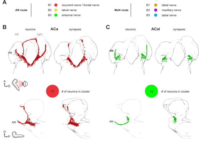 Figure 2—figure supplement 3.