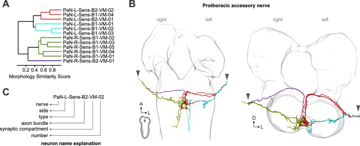 Figure 1—figure supplement 4.