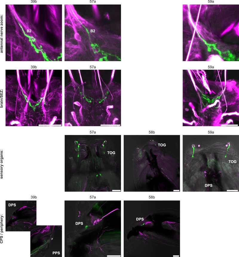 Figure 5—figure supplement 7.