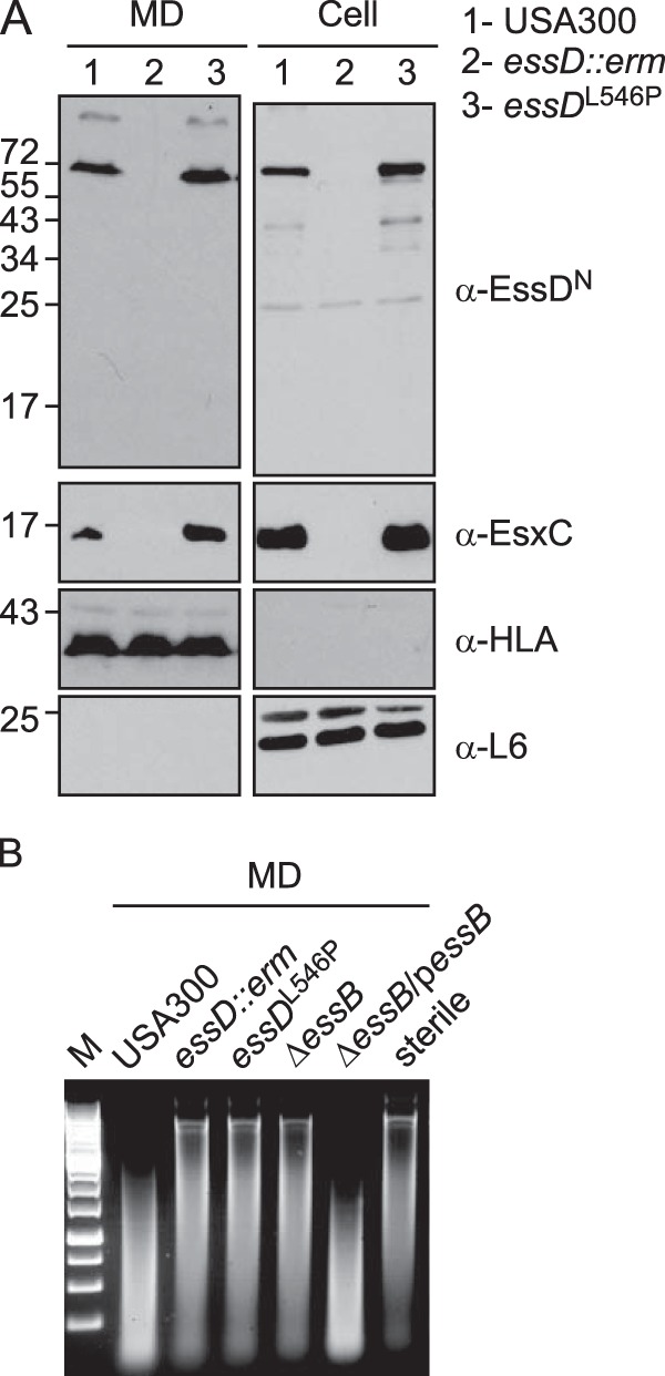 FIG 6