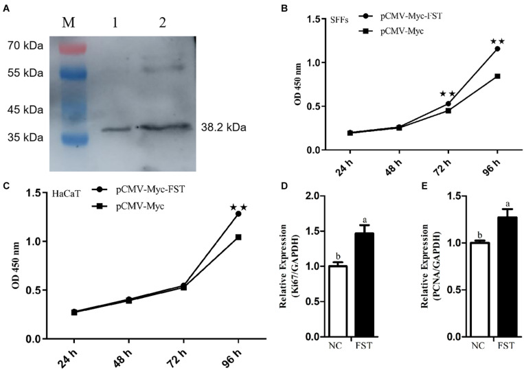 FIGURE 2