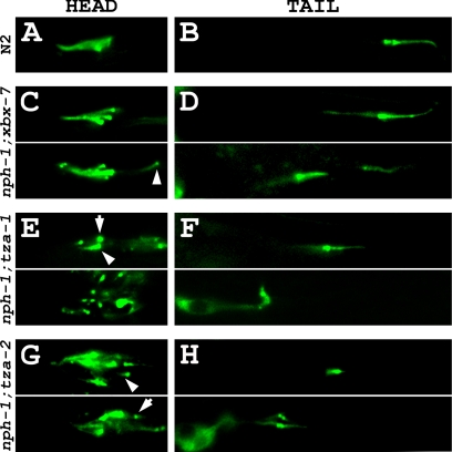 Figure 9.