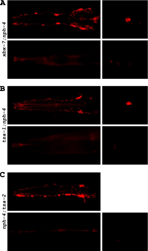 Figure 7.