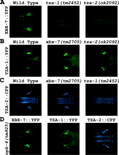 Figure 5.