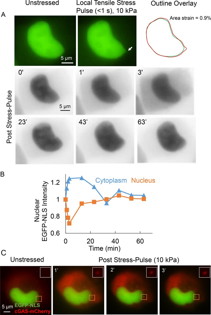 FIGURE 1: