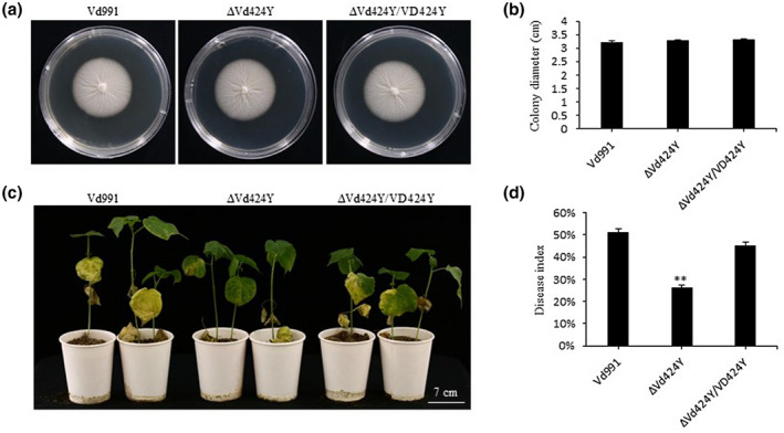 FIGURE 7