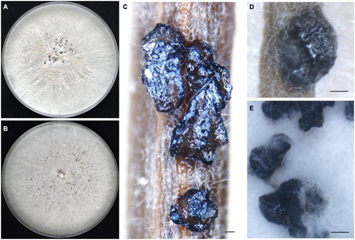 FIGURE 3