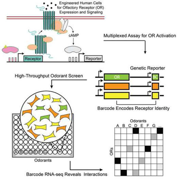 graphic file with name nihms-1060011-f0003.jpg