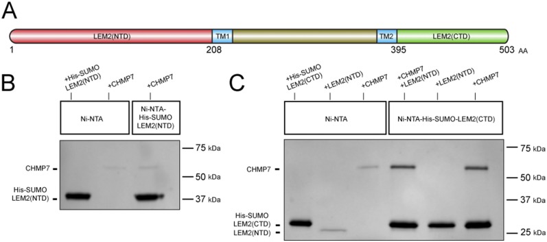 Fig. S9.