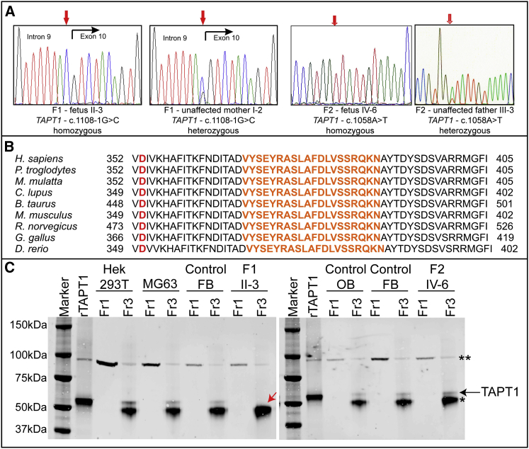 Figure 2