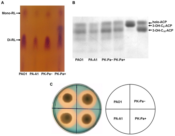 FIGURE 4