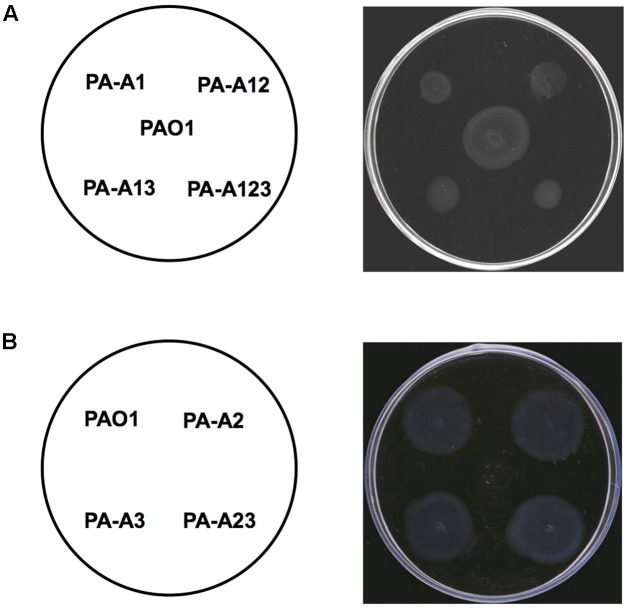 FIGURE 6