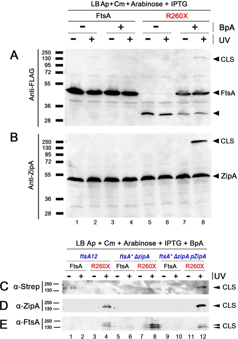 FIG 1