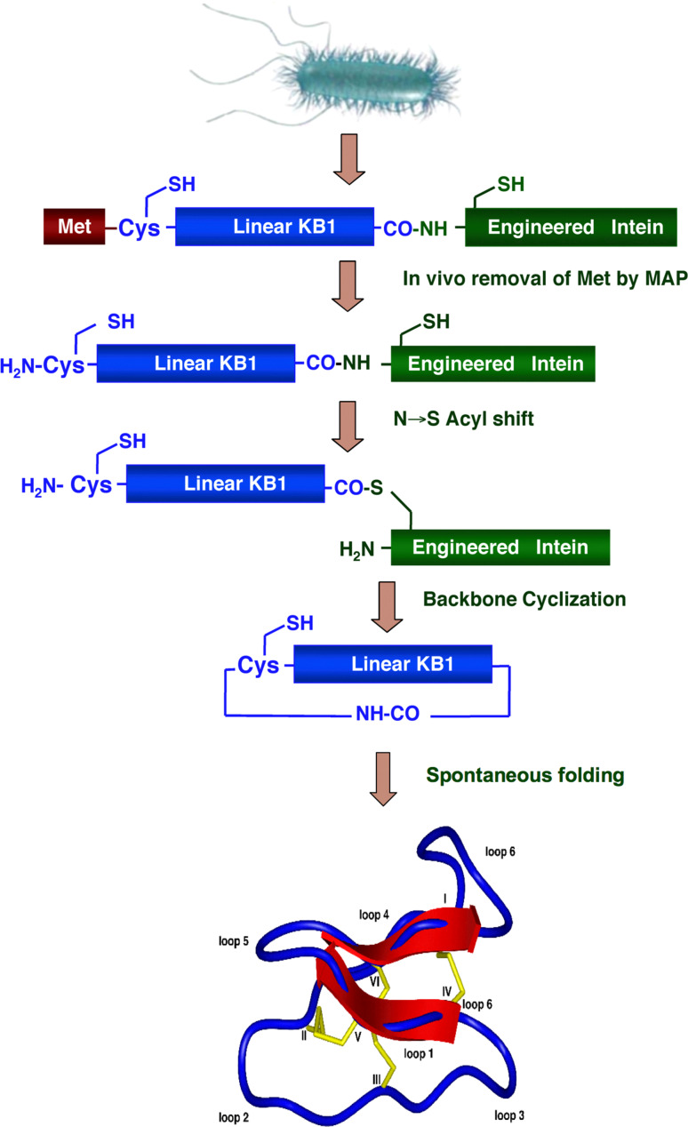 Fig. 4