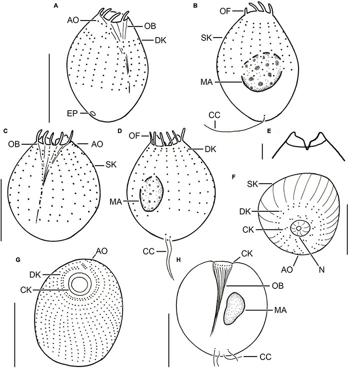 FIGURE 2