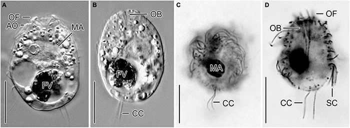 FIGURE 3