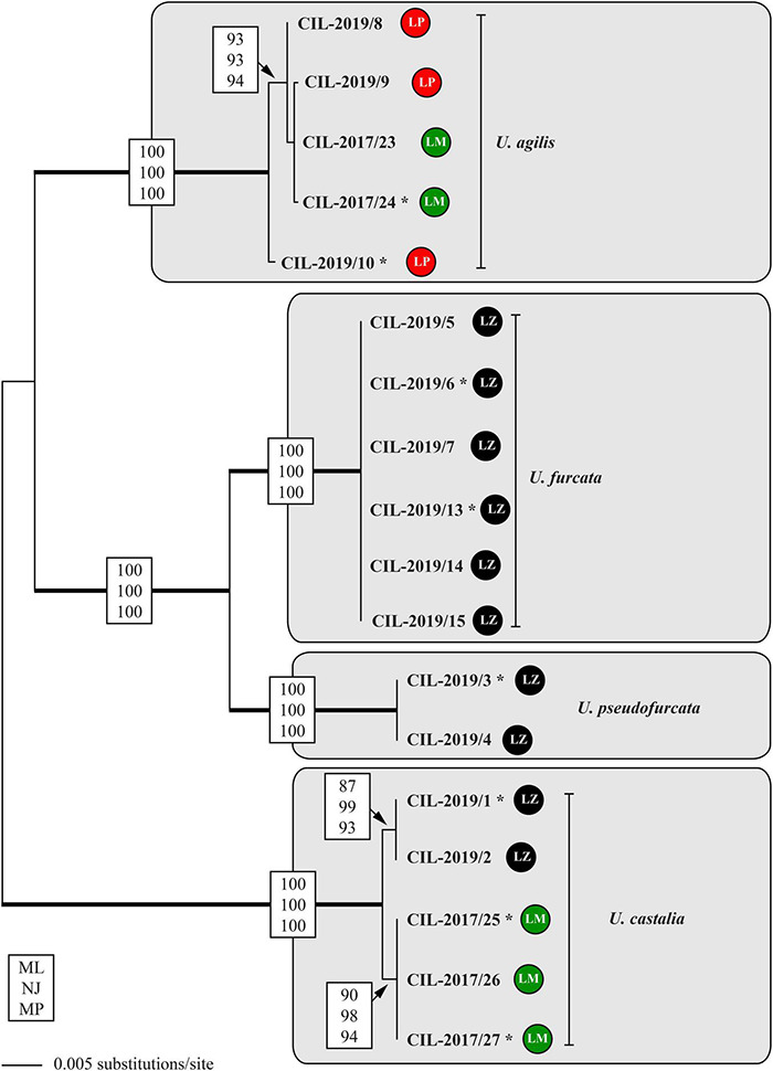 FIGURE 7