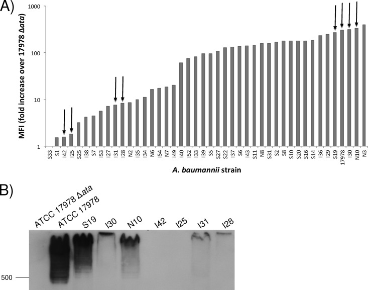 Fig 6