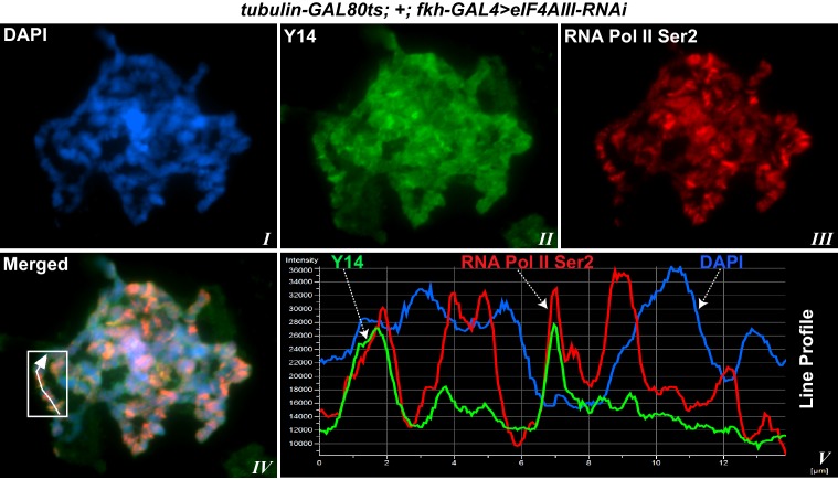 Figure 6—figure supplement 1.