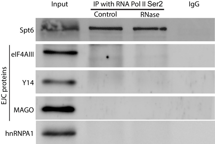 Figure 4—figure supplement 2.